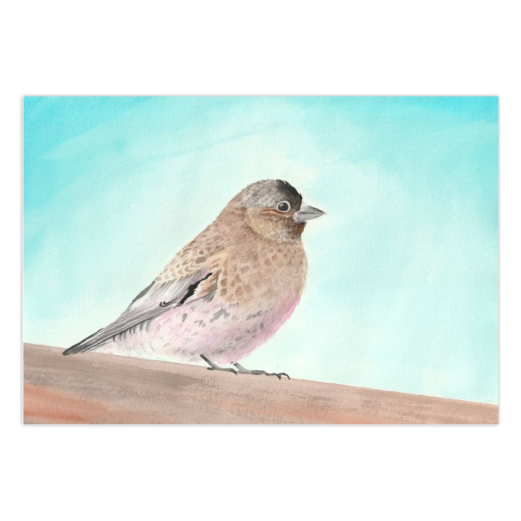 Rosy Finch Greeting Cards