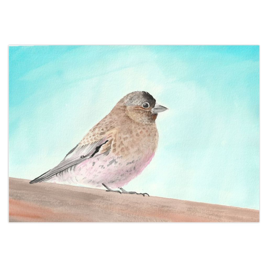 Rosy Finch Greeting Cards